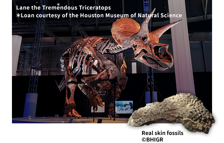 Lane the Tremendous Triceratops ＊Loan courtesy of the Houston Museum of Natural Science Real skin fossils © Black Hills Institute of Gelogical Researcn, Inc.