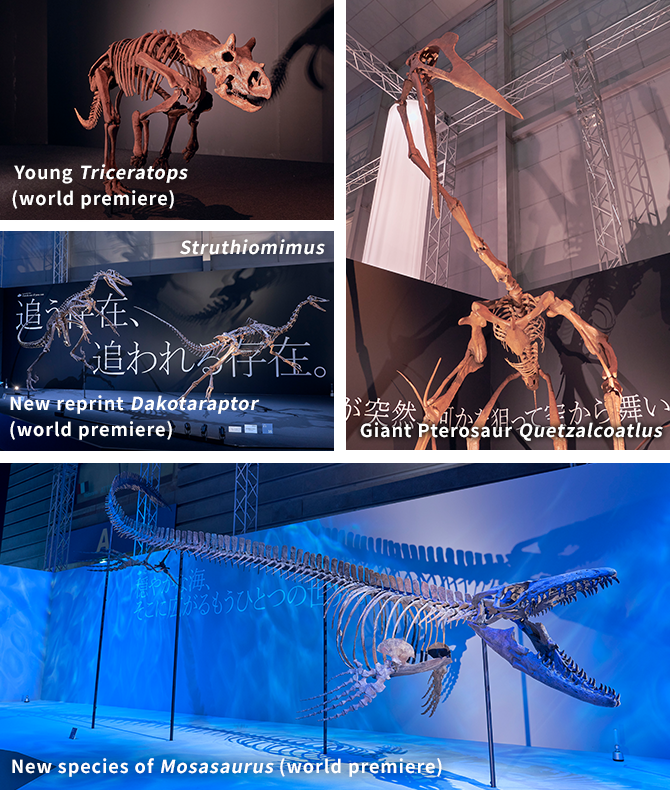  Young Triceratops(world premiere) New reprint Dakotaraptor(world premiere) Struthiomimus New species of Mosasaurus (world premiere) Giant Pterosaur Quetzalcoatlus