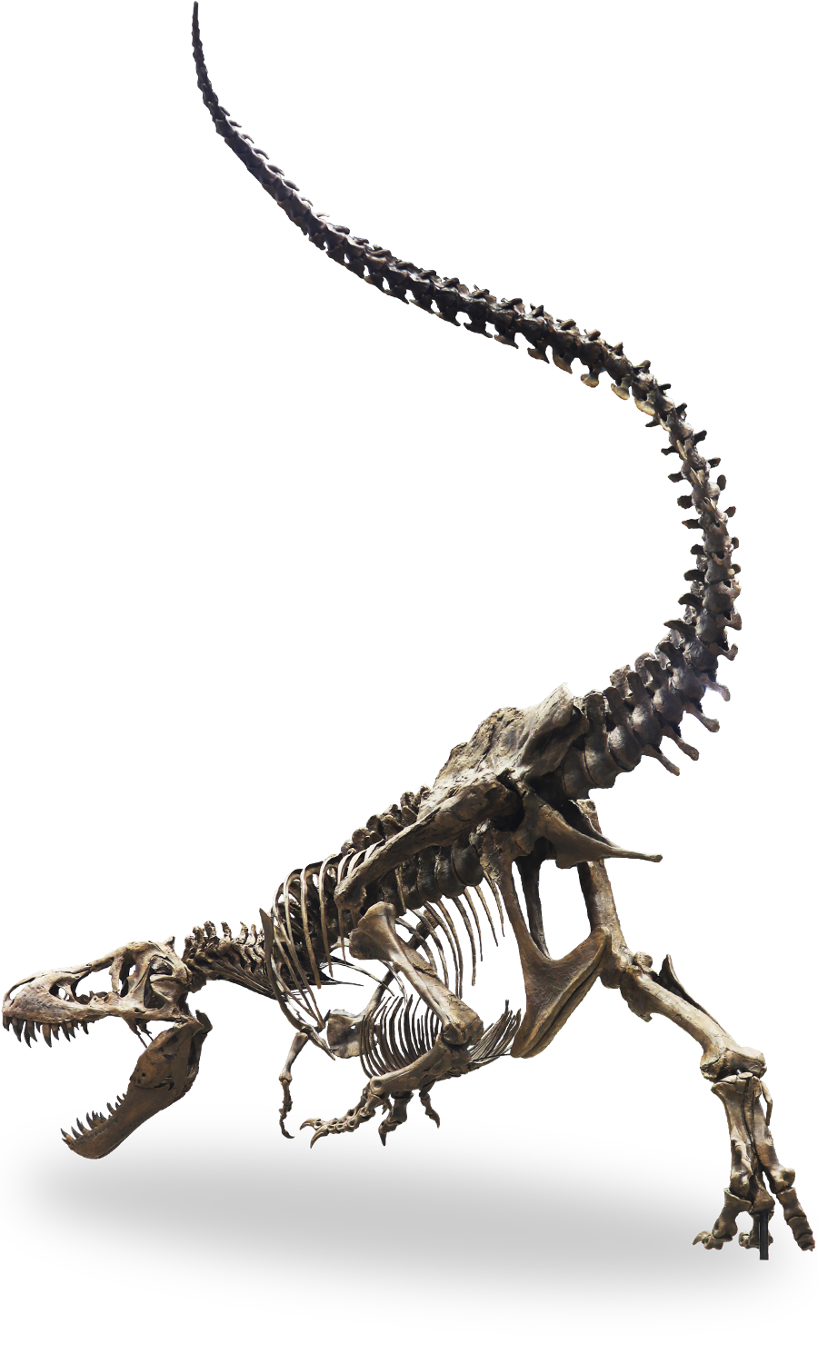 ティラノサウルス「スタン」の骨格標本イメージ