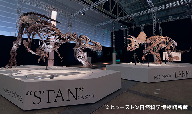 トリケラトプス「レイン」の骨格標本とティラノサウルス「スタン」の骨格標本の展示イメージ