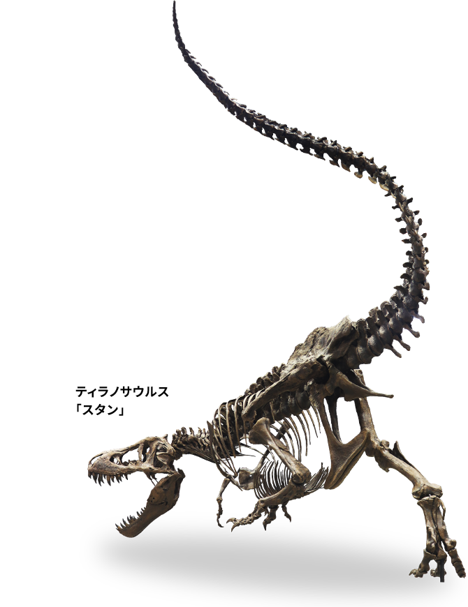 ティラノサウルス「スタン」の化石イメージ