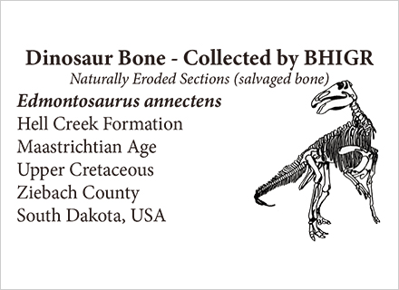 BHI保証書付きの化石イメージ1